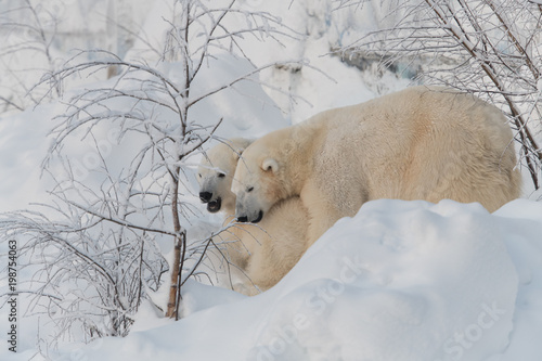 Polar bears cuddling and playing