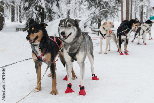 Fototapeta Naklejka Na Ścianę i Meble -  Beautiful siberian husky dog in dogsledding with eyes of different color