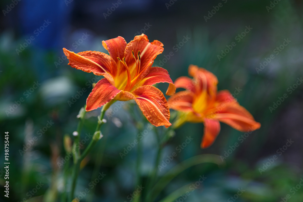 Orange day-lily