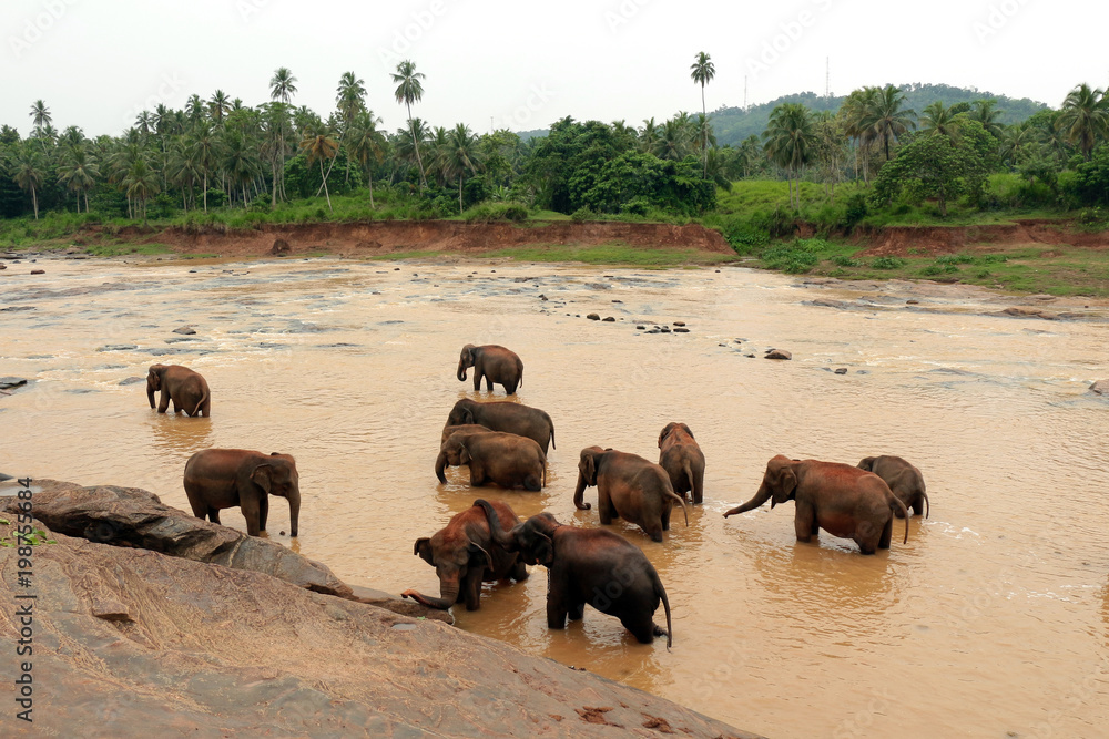 Elephant, Pinnawala Elephant Orphanage Sri Lanka Elephant, Pinnawala Elephant Orphanage Sri Lanka