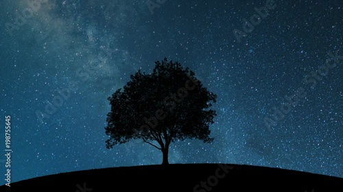 night sky with stars behind tree