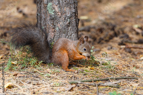 Squirrel © tachyglossidae