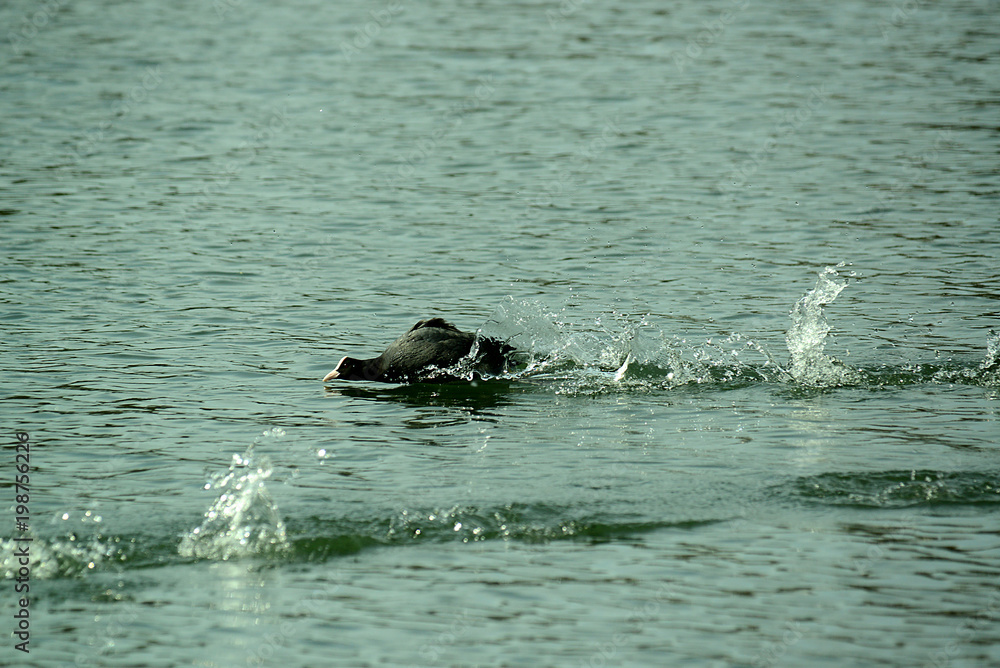 Fototapeta premium Enten Im Flug