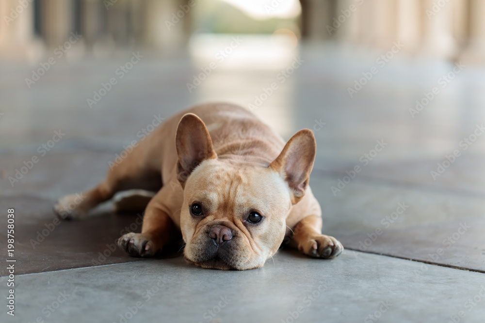 French Bulldog puppy male lying down on the floor. Building hallway in Stanford California USA.
