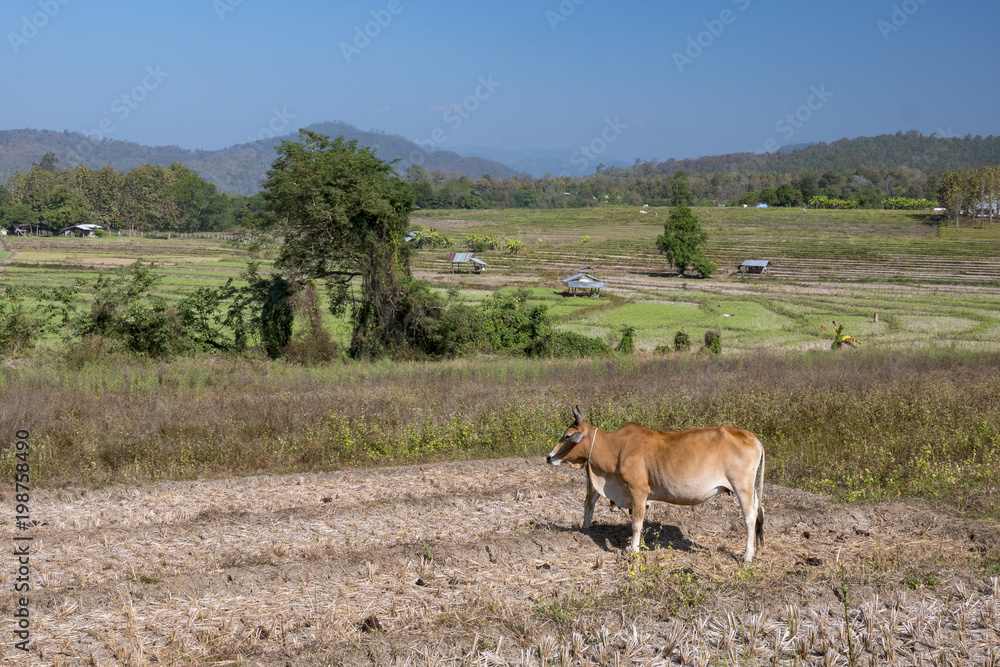 Fototapeta premium Cow in a Field in Pai, Thailand