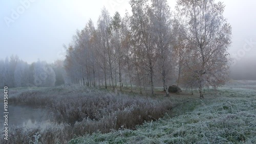 View of the birch alley in the foggy October frost. Petrovskoye, Pushkinskie Gory. Russia photo