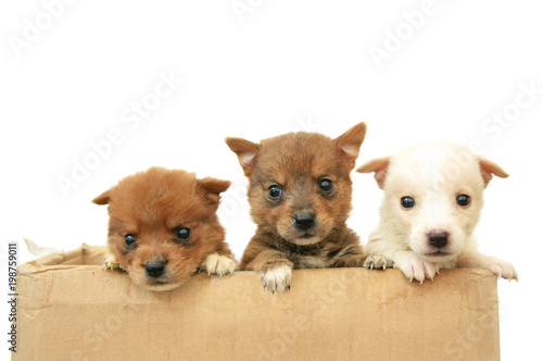 Three puppies in a cardboard box isolated on white