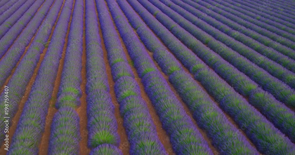 Aerial view of beautiful rows of blooming lavender field Aerial view of beautiful rows of blooming lavender field