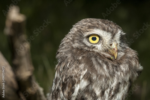 portrait of cute little owl with bokeh