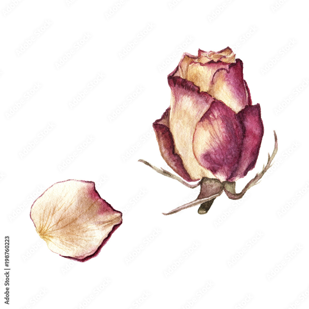 Fototapeta premium Watercolor illustration of yellow with purple dried rose and petal isolated on white