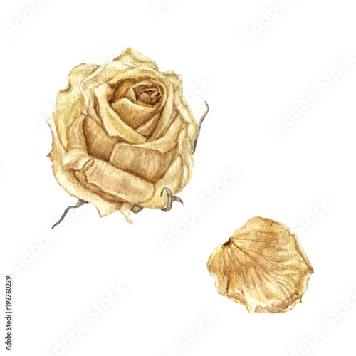Watercolor illustration of yellow dried rose and petal isolated on white