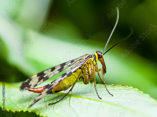 Female Scorpion Fly Mecoptera Panorpa Communis Insect on Green Leaf