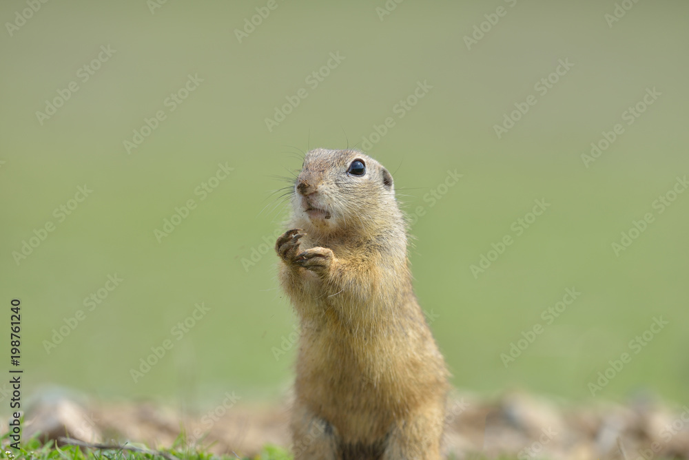 European ground squirrel standing in the grass. (Spermophilus citellus) Wildlife scene from nature. Ground squirrel on meadow European ground squirrel standing in the grass. (Spermophilus citellus) Wildlife scene from nature. Ground squirrel on meadow