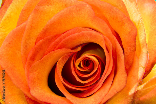  blossoming bud of a yellow rose