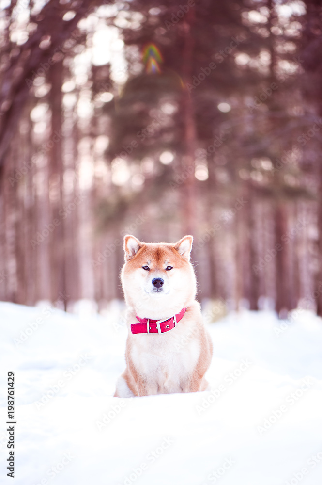 Dog of the Shiba inu breed sits on the snow on a beautiful winter forest background