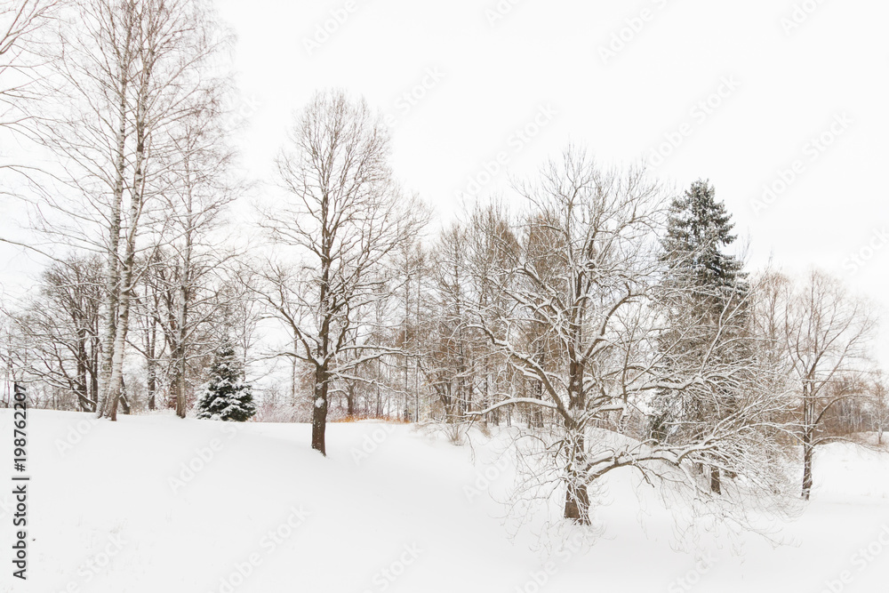 View of the winter Park in the white fluffy snow View of the winter Park in the white fluffy snow