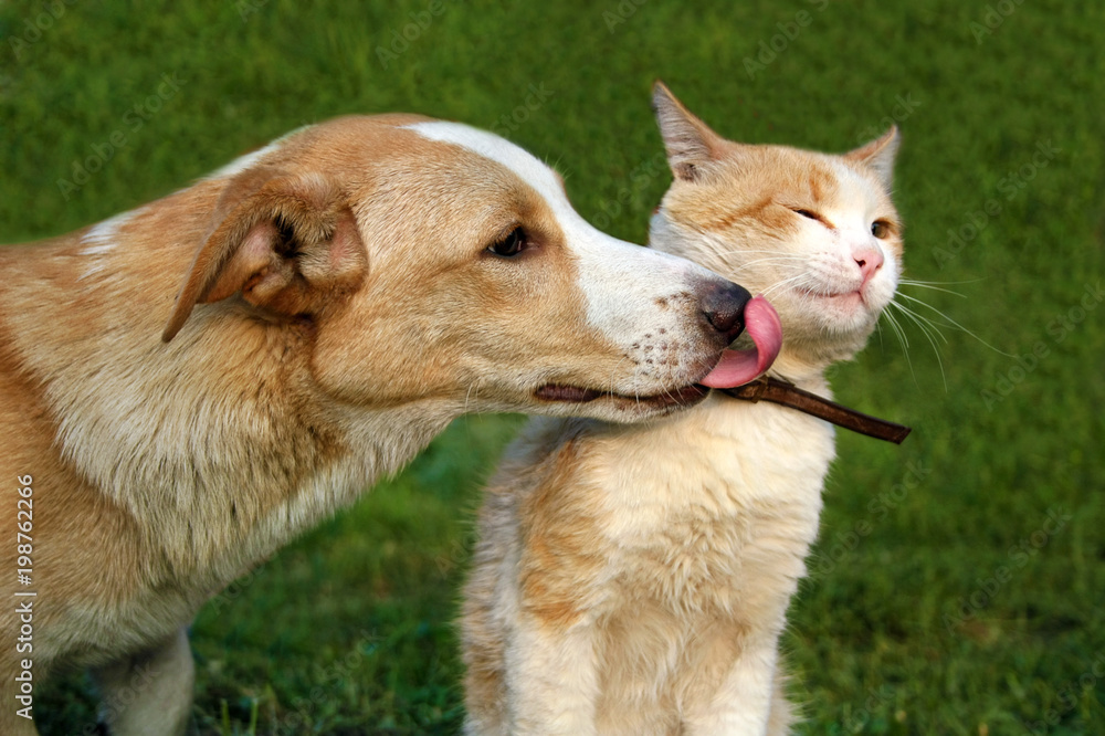 Dog licking cat