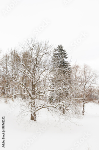 Wallpaper Mural View of the winter Park in the white fluffy snow Torontodigital.ca