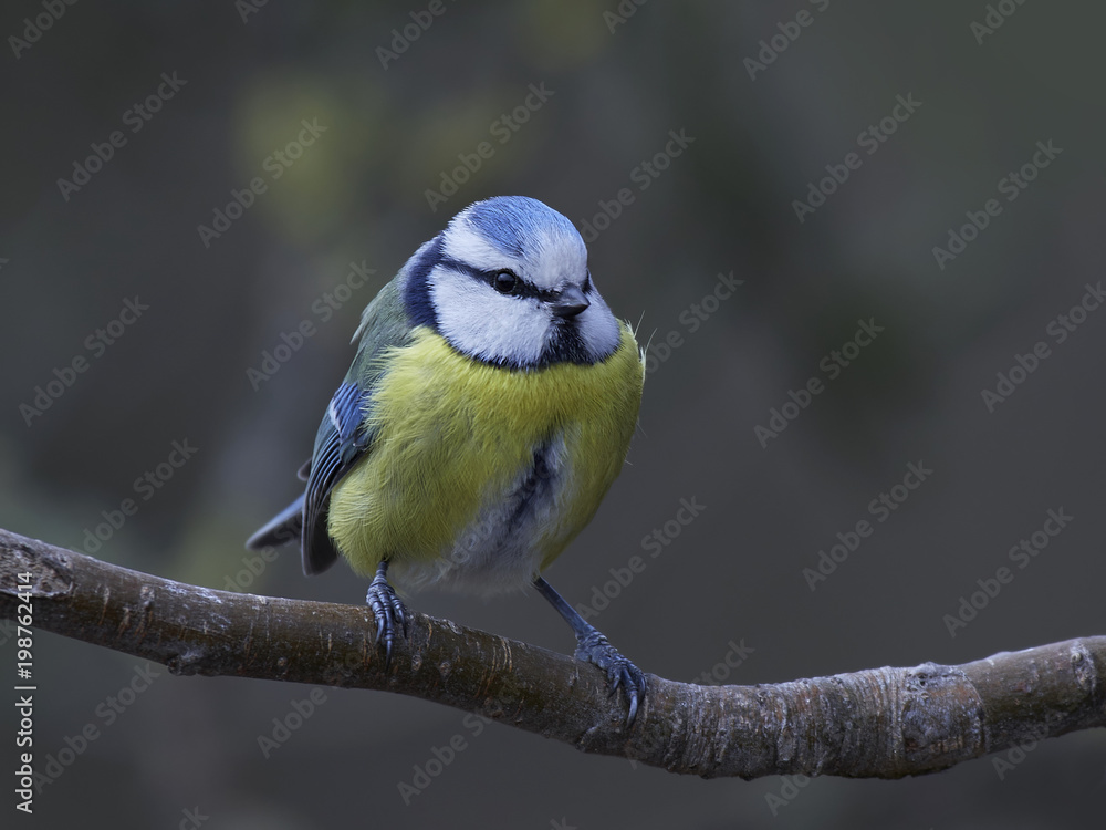 Obraz premium Eurasian blue tit (Cyanistes caeruleus)