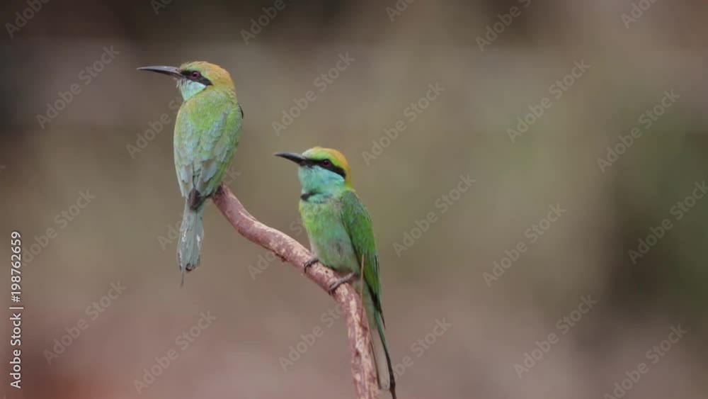 Little Bee Eater Little Bee Eater