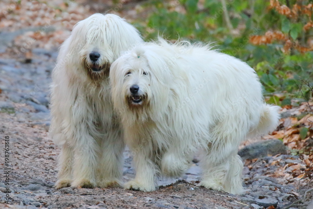 White dogs look forward. Dogs stares.  Ukraine  