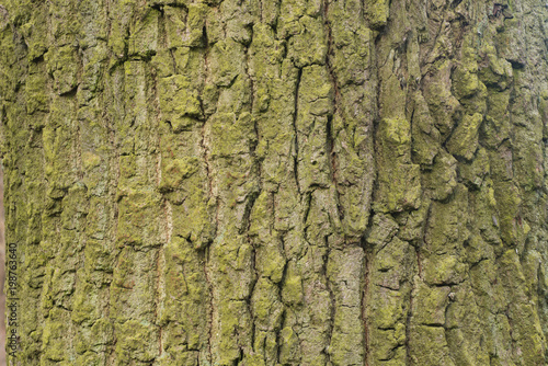 old oak bark texture background