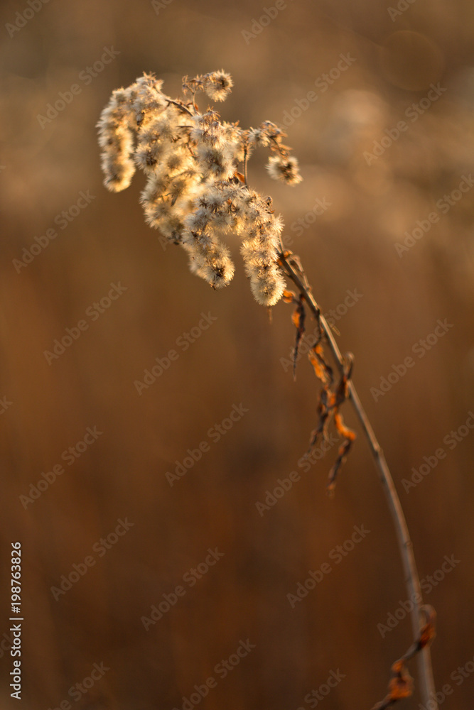 Fototapeta premium An old dry flower, a dried plant grass reeds in the spring after winter.