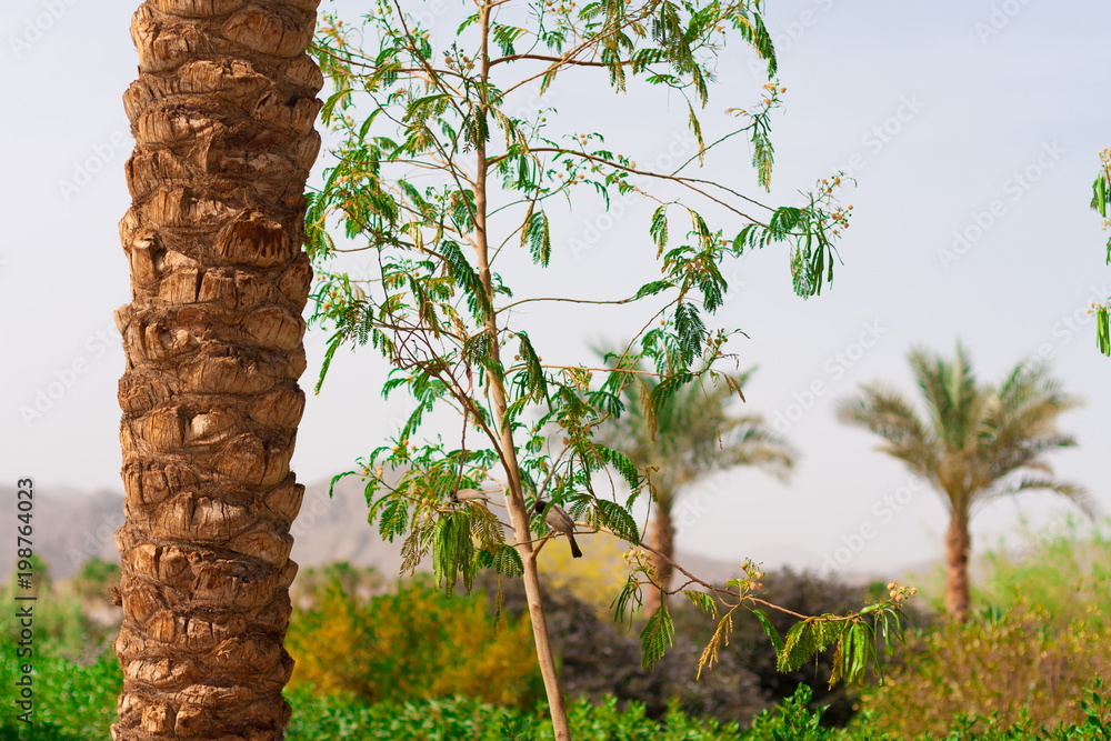 Fototapeta premium Egypt. Red sea day. Beach, palms