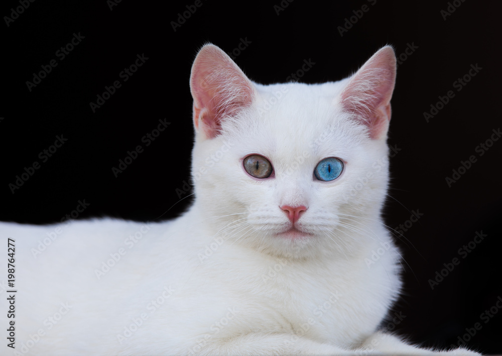 white kitten with different colored eyes