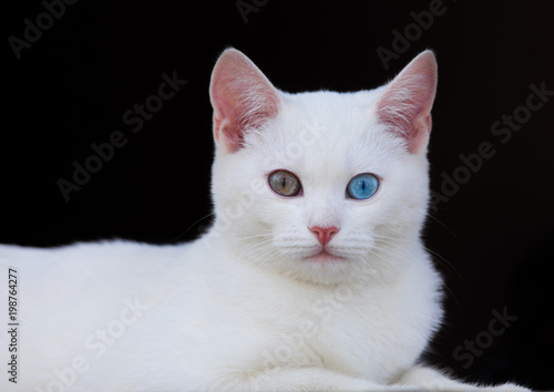 white kitten with different colored eyes