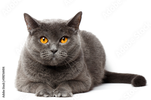 British gray cat sitting in front of white background
