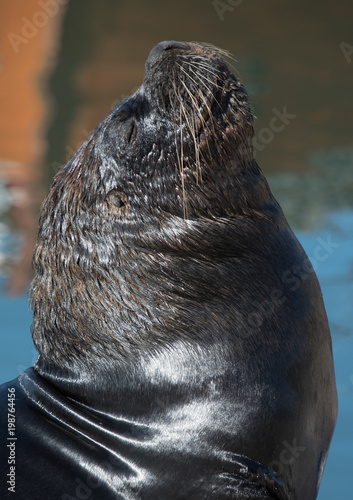 Portrait of seal