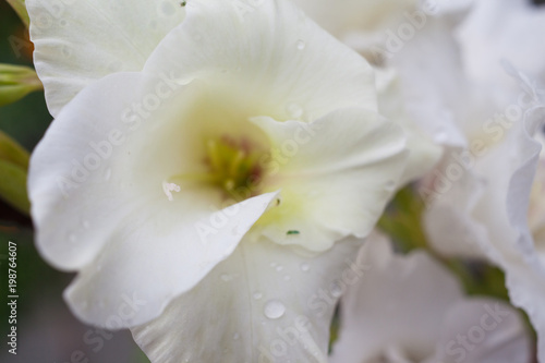 white gladiolus in the garden © liyasov