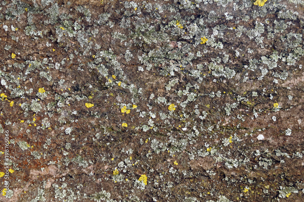 The texture of tree bark ash