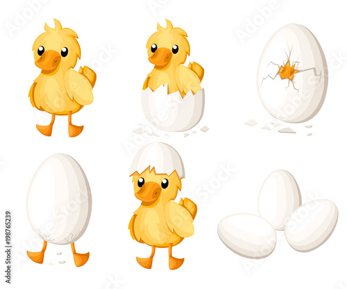 Set of duckling hatch from the egg. Cute duckling in cartoon style. Vector illustration isolated on white background. Website page and mobile app design