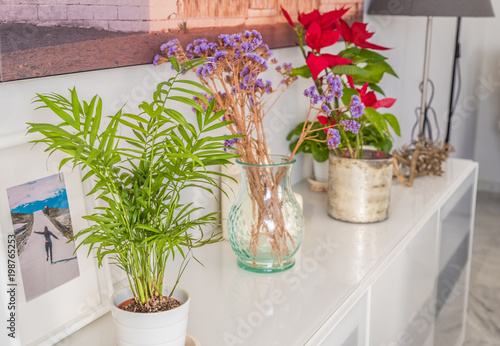 plants for interior design for the home