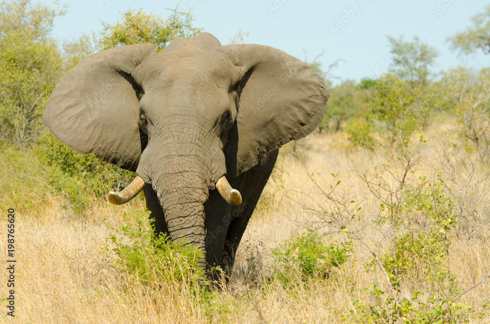 Obraz premium African Elephant Bull. Kruger National Park, South Africa 