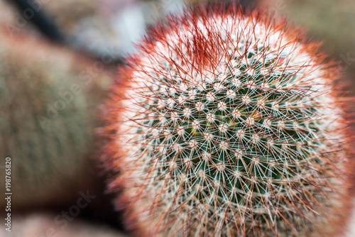 spiny pincushion cactus
