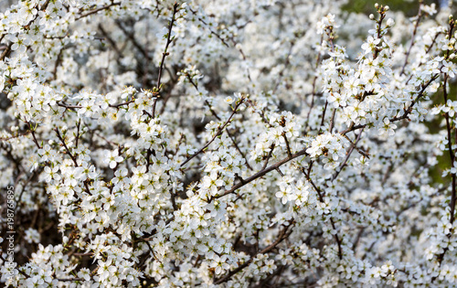 A tree with small white blossoms © AndreaDagmar