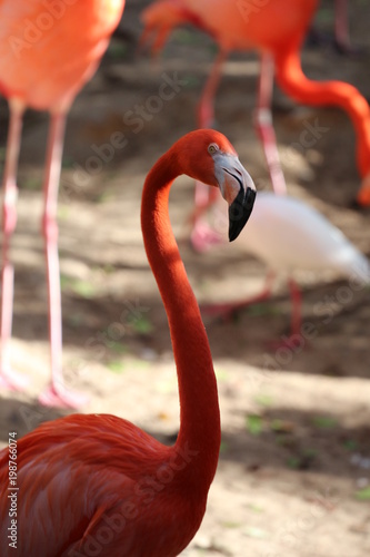 Portrait of a American Flamingo / Birds 