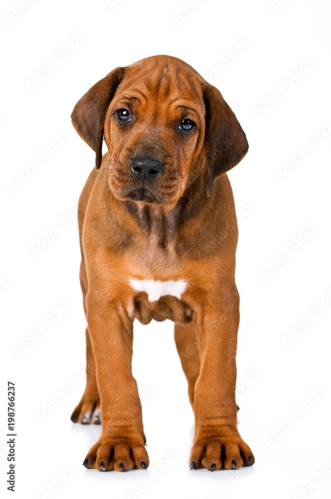 Stehender Rhodesian Ridgeback Welpe isoliert auf weißem Grund Stehender Rhodesian Ridgeback Welpe isoliert auf weißem Grund