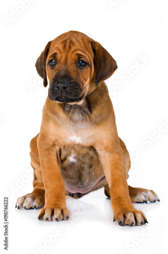 Sitzender Rhodesian Ridgeback Welpe isoliert auf weißem Grund