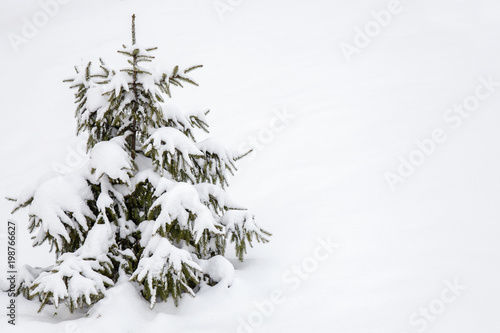 Small fir tree covered with snow and copy space