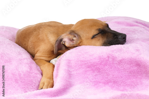 Schlafender Mischlingswelpe liegt auf einer rosafarbenen Decke