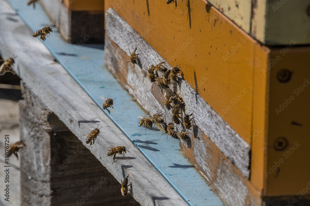 A beehive and its hard working small bees A beehive and its hard working small bees