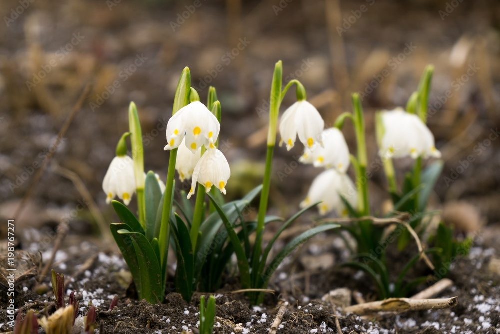 Obraz premium Spring flowering. Snowdrops in the park. Slovakia