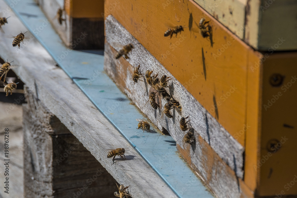 A beehive and its hard working small bees A beehive and its hard working small bees