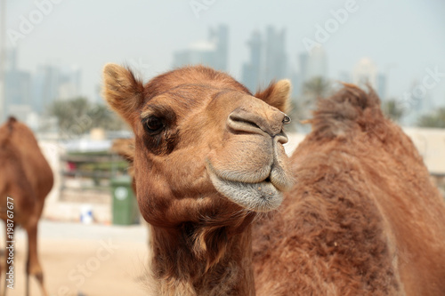 camel market in Doha, Qatar © Ihor