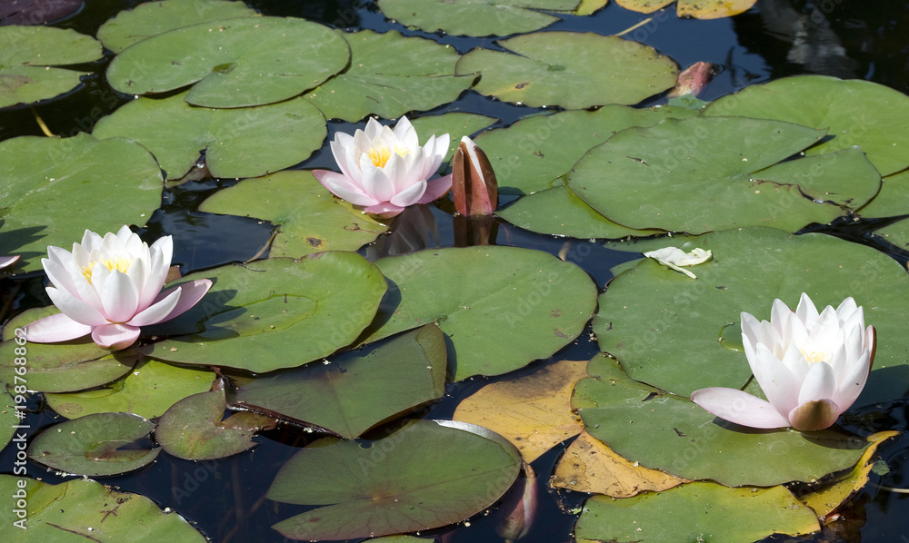 Decorative water Lily Decorative water Lily
