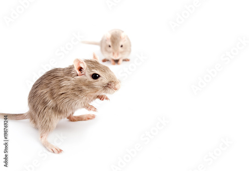 gray mouse gerbil